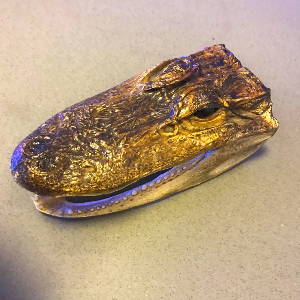 Vintage preserved small alligator head